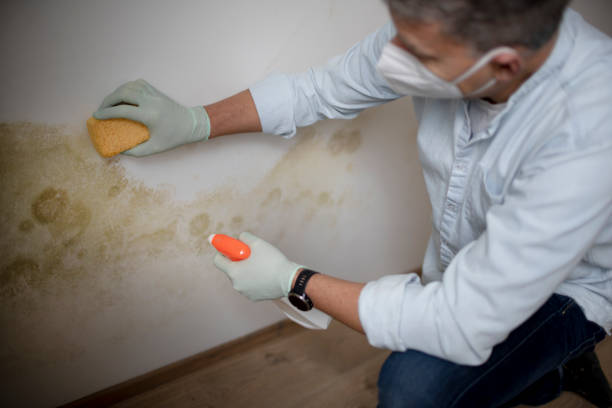 Best Black Mold Removal  in Fairmont, IL